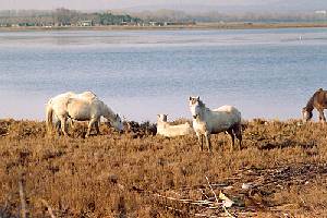 We are continually refining and adding to our portfolio of Nice Places to stay in Italy, so visit our site regularly to find somewhere just that little bit special. All our places to stay are presented with photos and descriptions taken and selected by us personally to give an impression as true to the reality as we can. All places are chosen by our team here in Italy for their combination of price, quality, charm and location. We work in partnership with family run hotels, guest houses and self-catering accommodations. This is NOT an unverified 'web portal' or online directory - we select only those places which we believe make excellent places to base a 1 week holiday or longer.